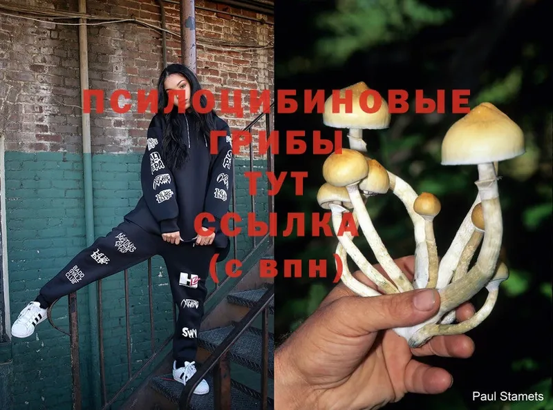 купить  сайты  Велиж  Псилоцибиновые грибы Cubensis 